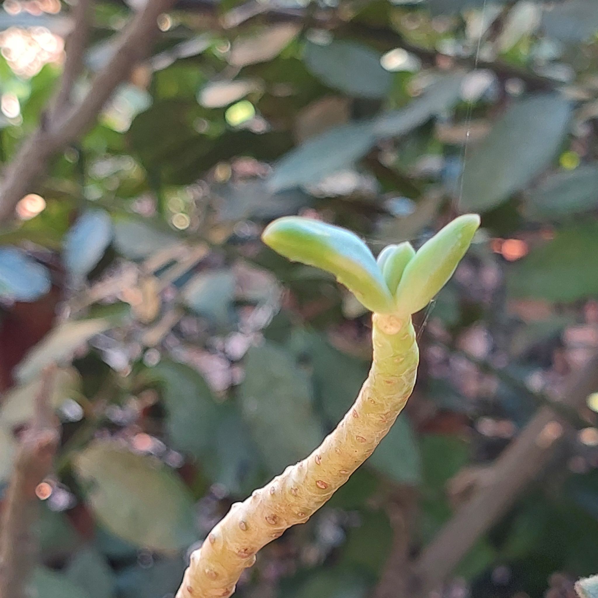 Photo of the plant species Sedum corynephyllum by @EarthlyMugwort named Hemingway on Greg, the plant care app