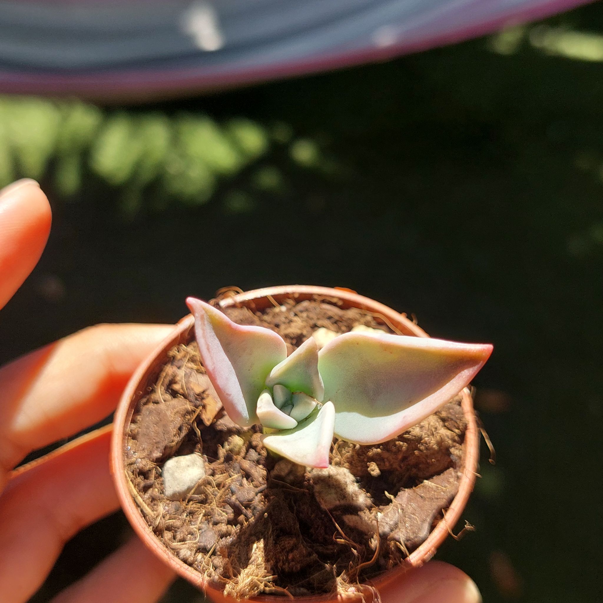 Photo of the plant species Graptopetalum 'Purple Haze' by @EarthlyMugwort named Shakira on Greg, the plant care app