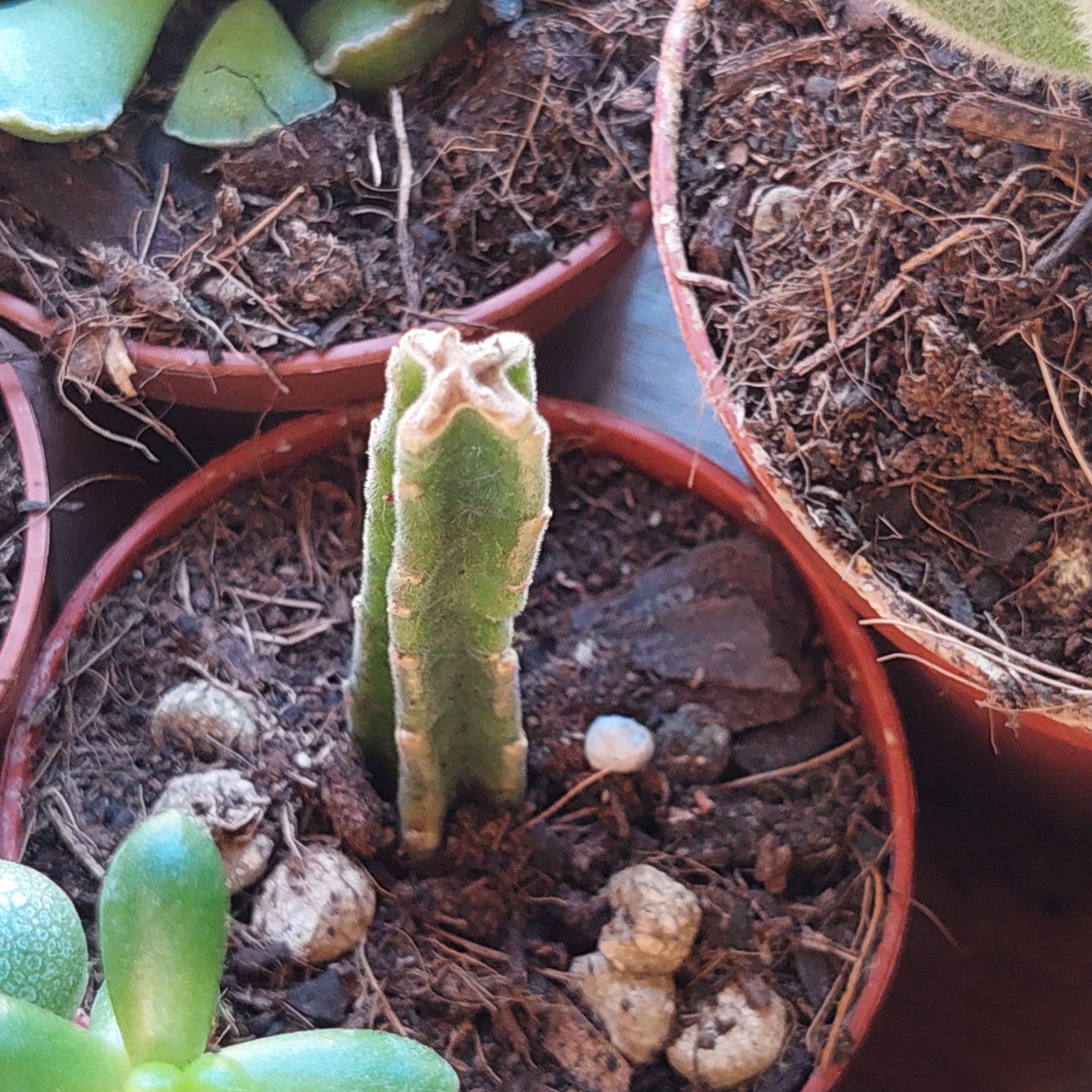 Photo of the plant species Black Bells by @EarthlyMugwort named Captain Plant-it on Greg, the plant care app