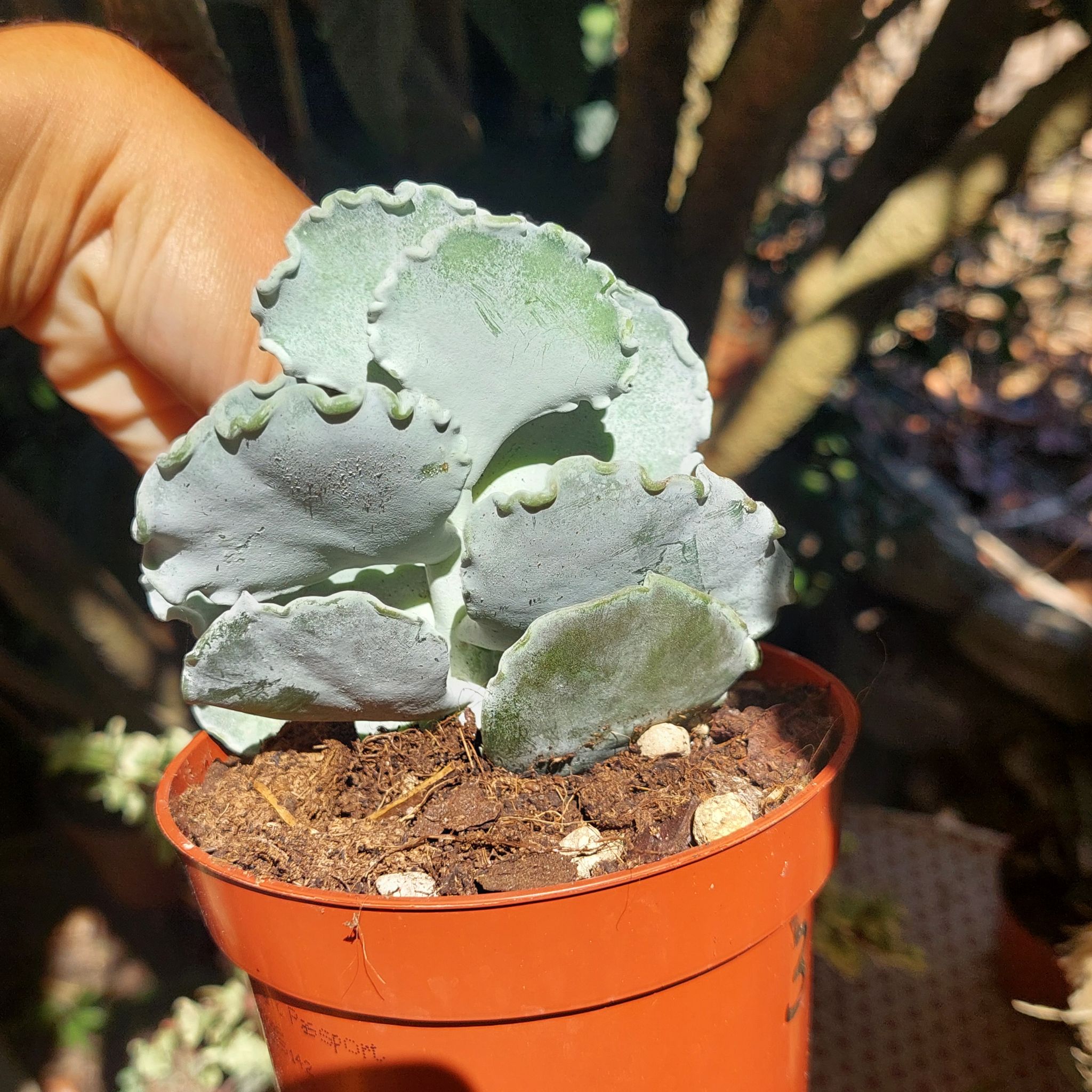 Photo of the plant species Silver Ruffles by @EarthlyMugwort named Miley on Greg, the plant care app