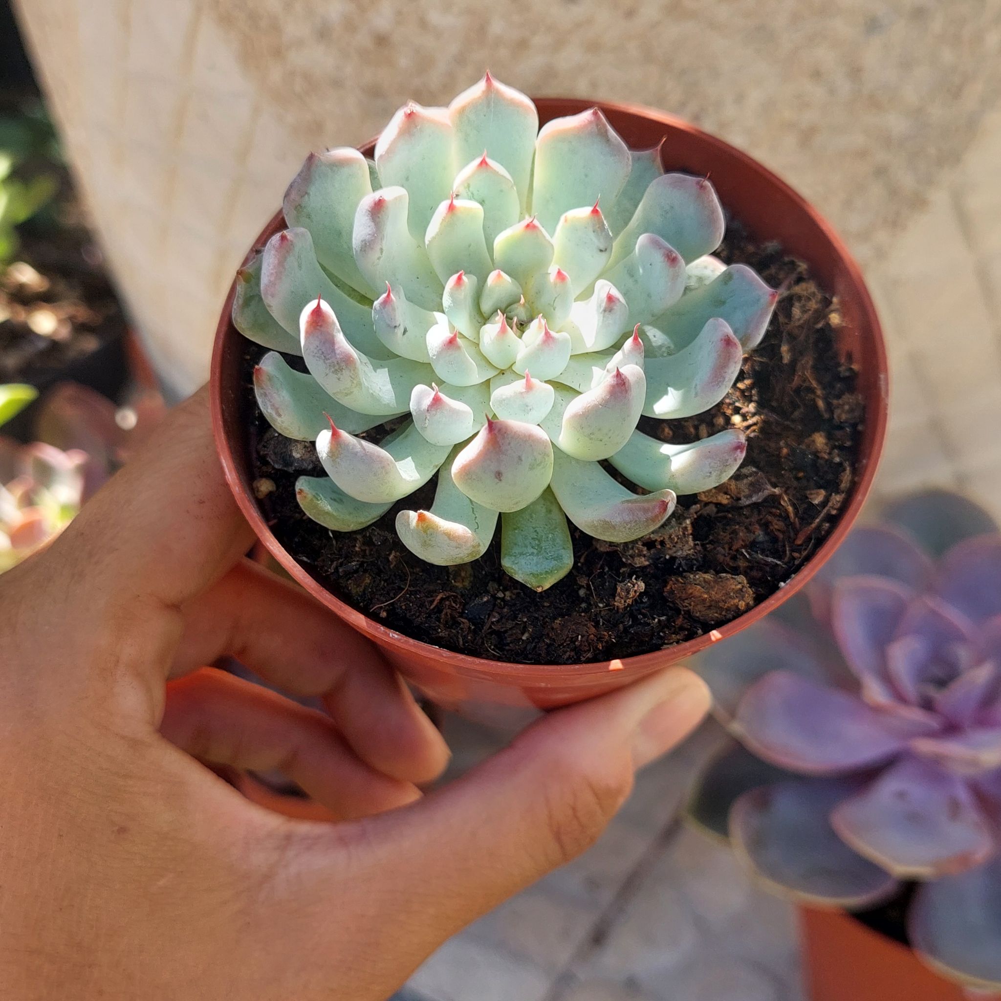 Photo of the plant species Echeveria cuspidata Rose by @EarthlyMugwort named Scarlett on Greg, the plant care app
