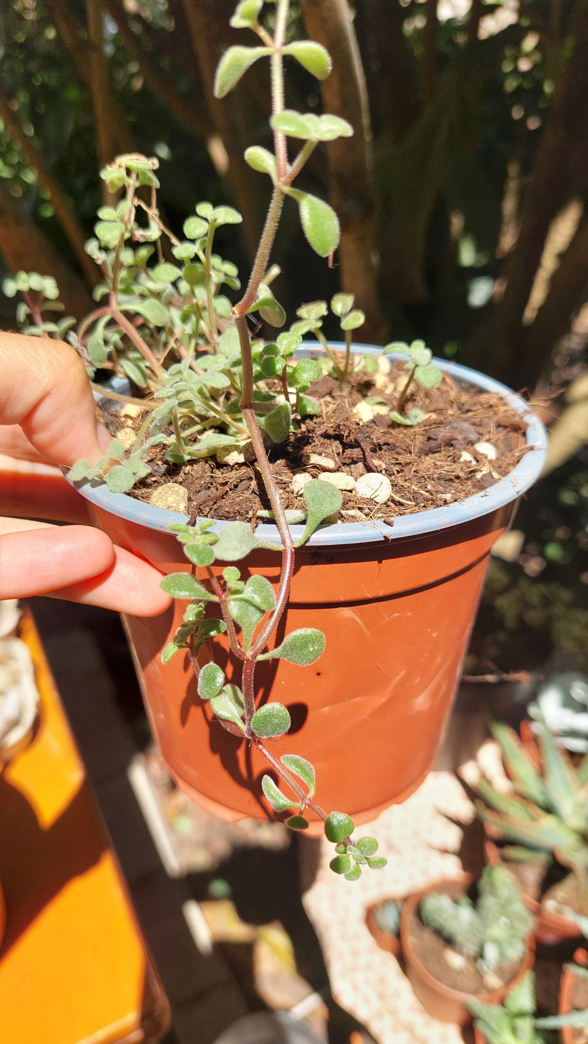 Photo of the plant species Crassula expansa by @EarthlyMugwort named Duke on Greg, the plant care app