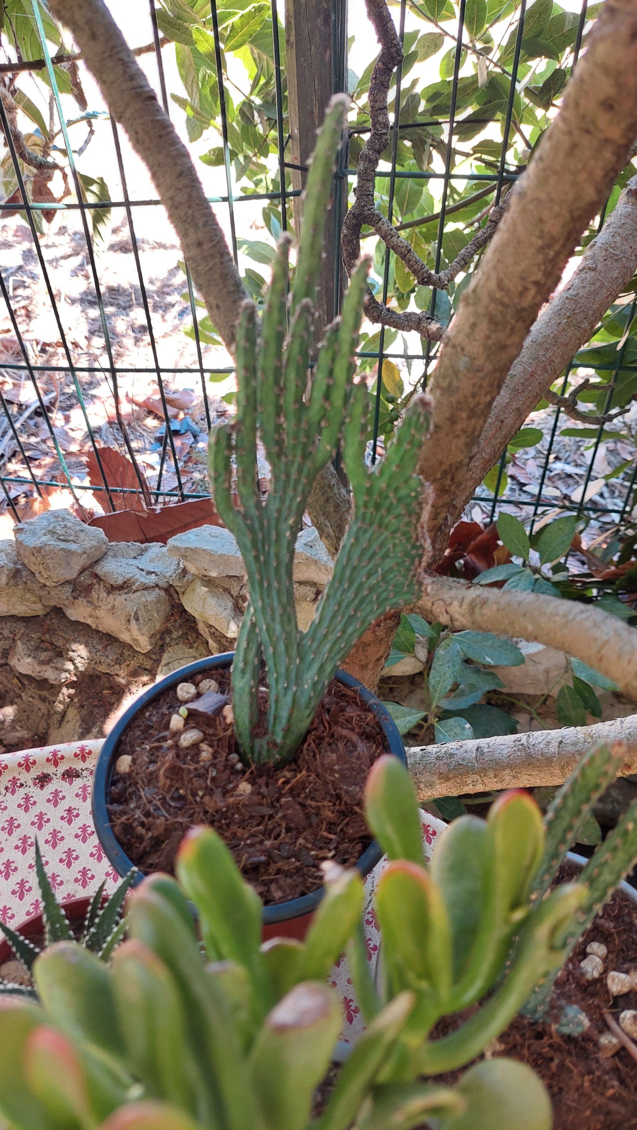 Photo of the plant species night-blooming cereus by @EarthlyMugwort named Drake on Greg, the plant care app