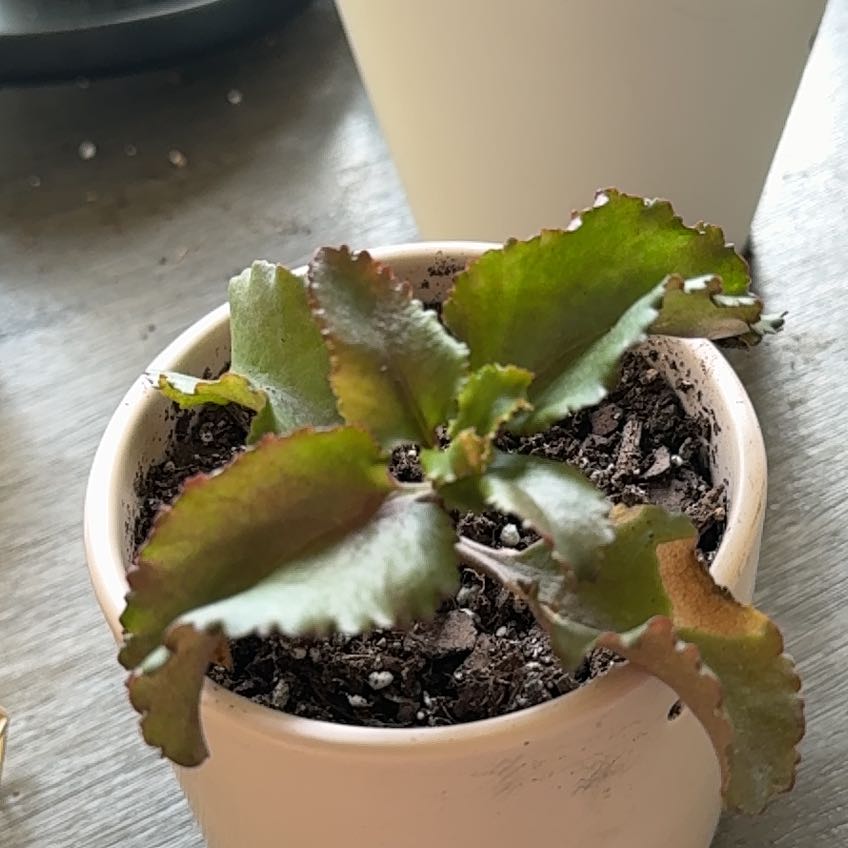 Photo of the plant species Echeveria Bittersweet by @TryStipapulchra named ? on Greg, the plant care app