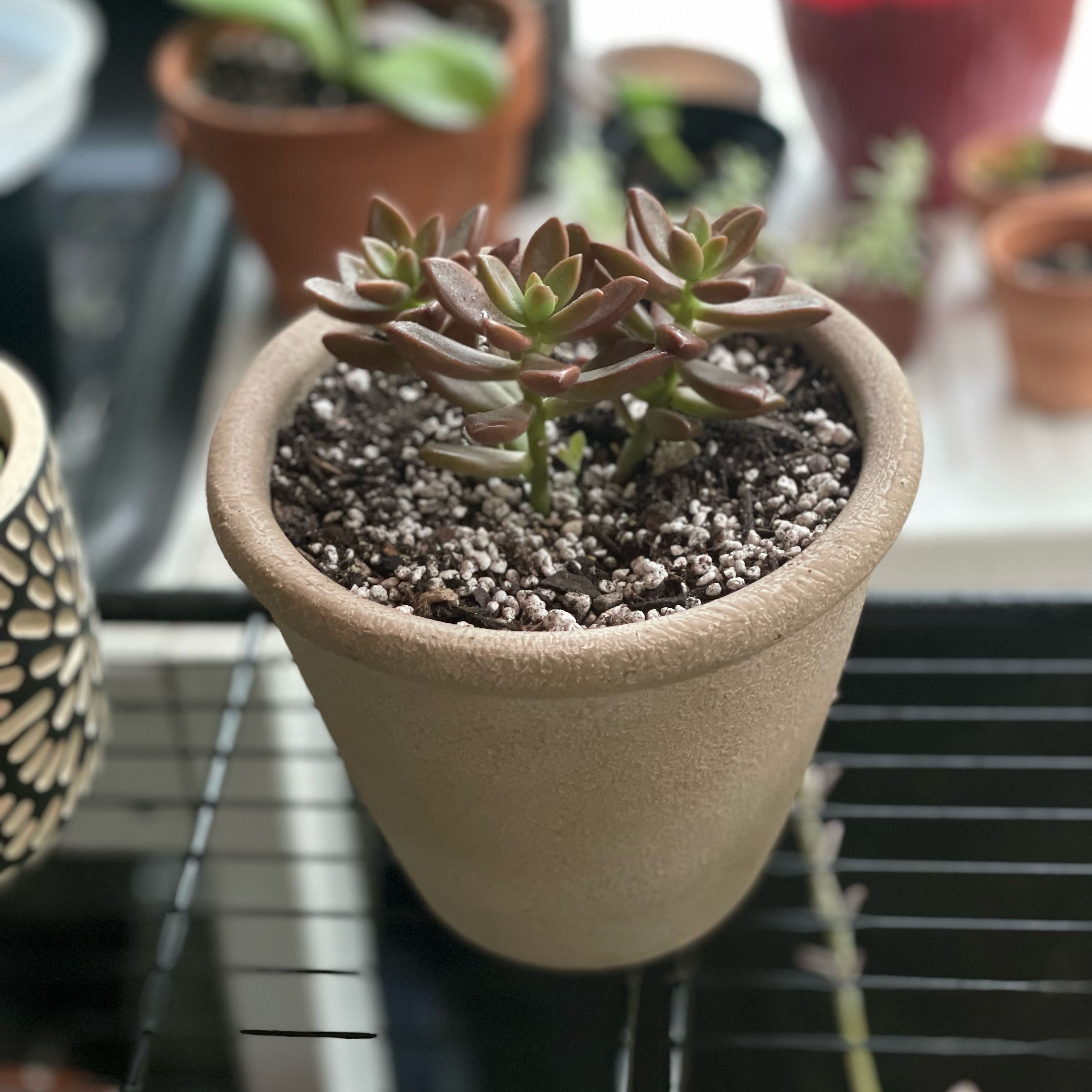 Photo of the plant species Aspen Glow Sedum by @CleanFanpalm named Demi on Greg, the plant care app