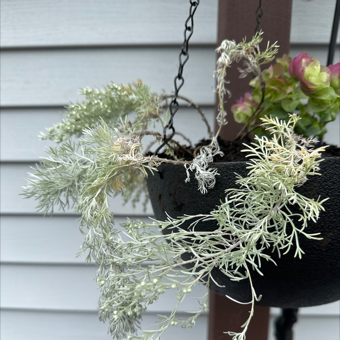 Photo of the plant species silver mound by @mariarose named Pax on Greg, the plant care app