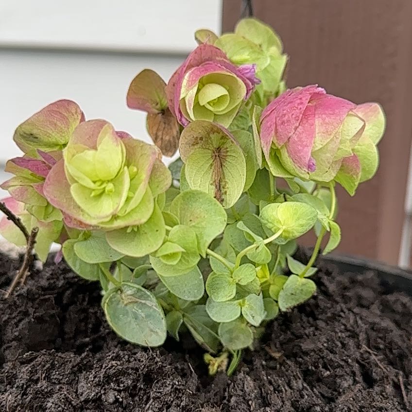 Photo of the plant species Ornamental Oregano by @mariarose named Prince on Greg, the plant care app