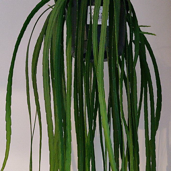 Photo of the plant species Forest Cactus by @BossQueenstears named Lavender on Greg, the plant care app