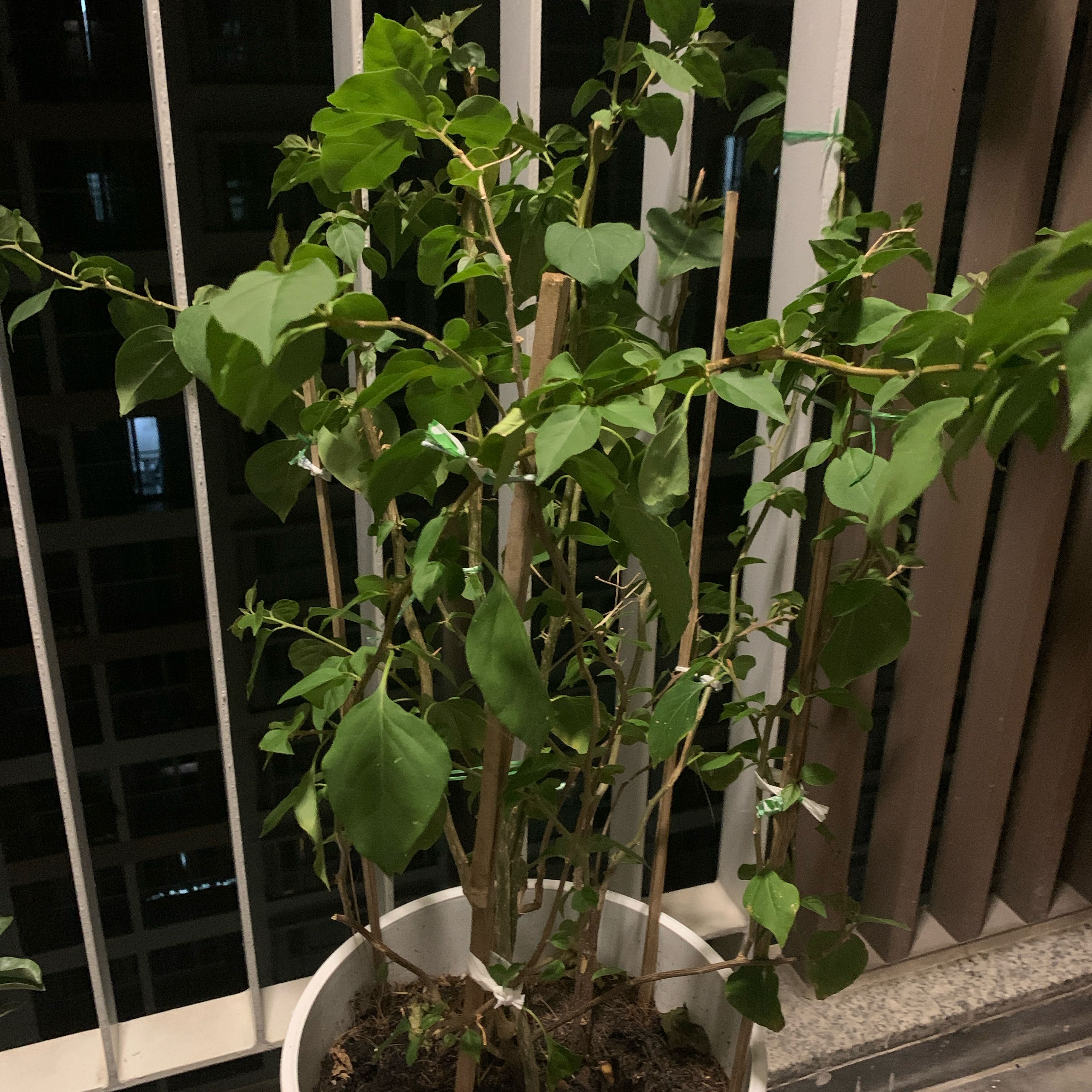 Photo of the plant species Bougainvillea x buttiana by @BabyResinspurge named Sproutacus on Greg, the plant care app