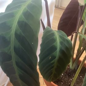 Photo of the plant species Zebra Calethea by @HeritrixTarbush named Calethea Warszewicz on Greg, the plant care app