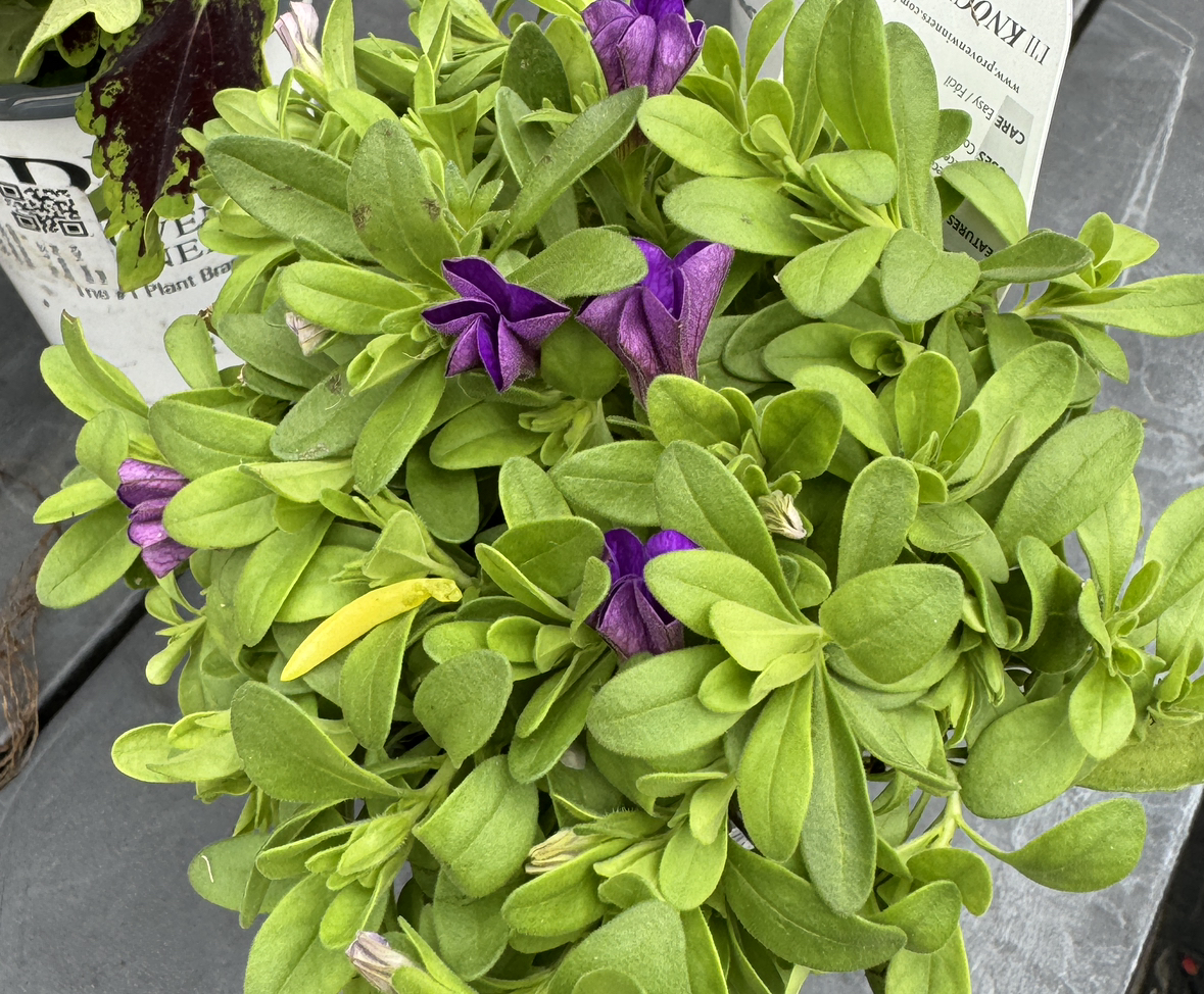 Photo of the plant species Million Bells by @AamchiWaadi named Bluebell on Greg, the plant care app