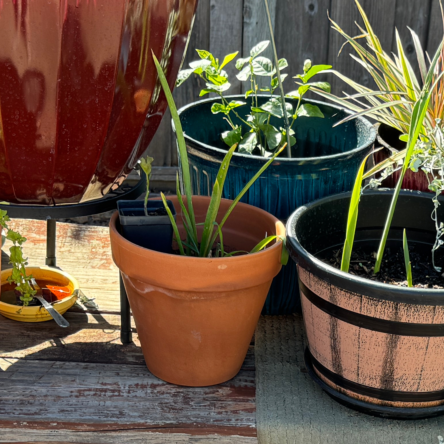 Photo of the plant species Polianthes tuberosa by @AamchiWaadi named Sahara on Greg, the plant care app