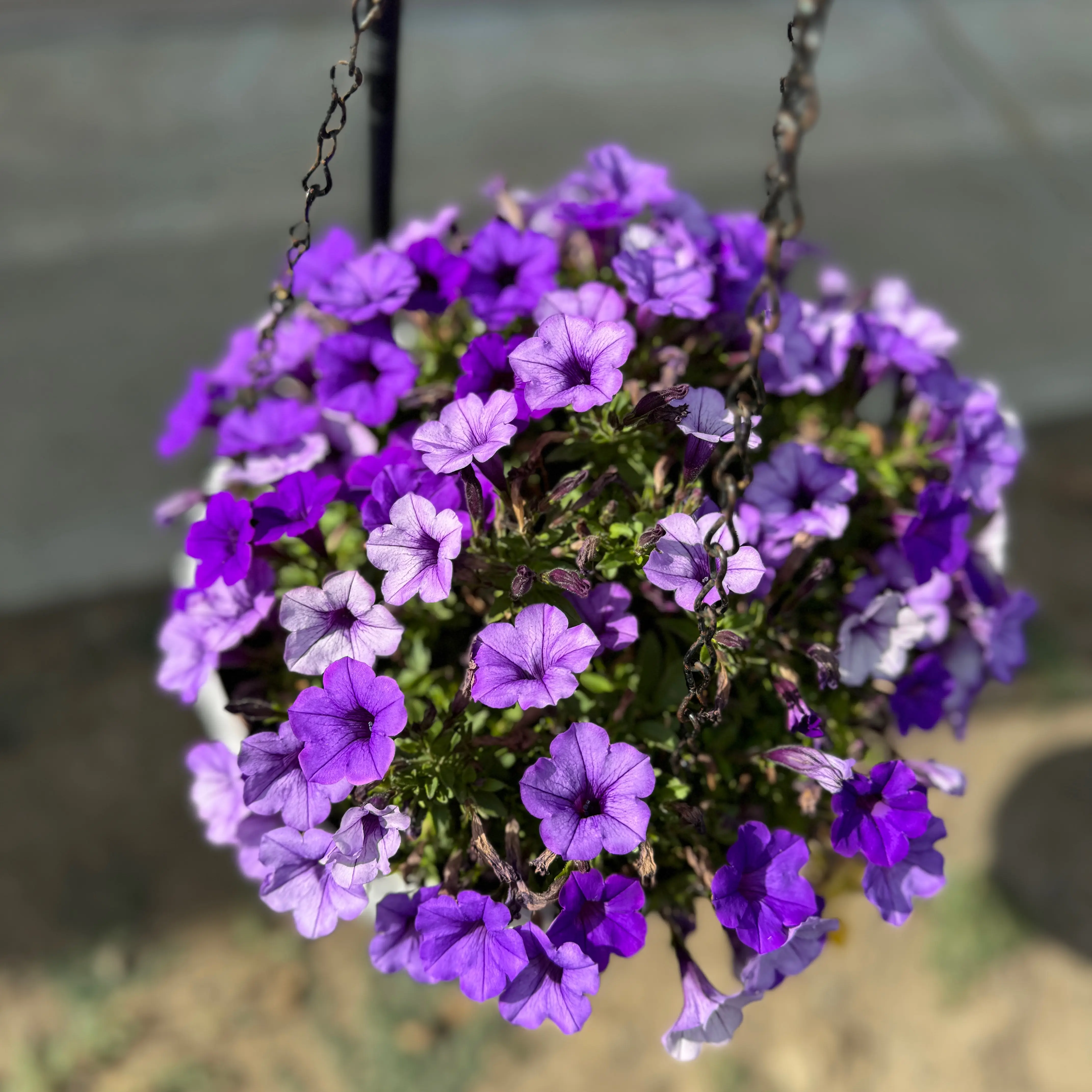 Photo of the plant species Lovie Dovie Supertunia by @AamchiWaadi named Keanu Leaves on Greg, the plant care app