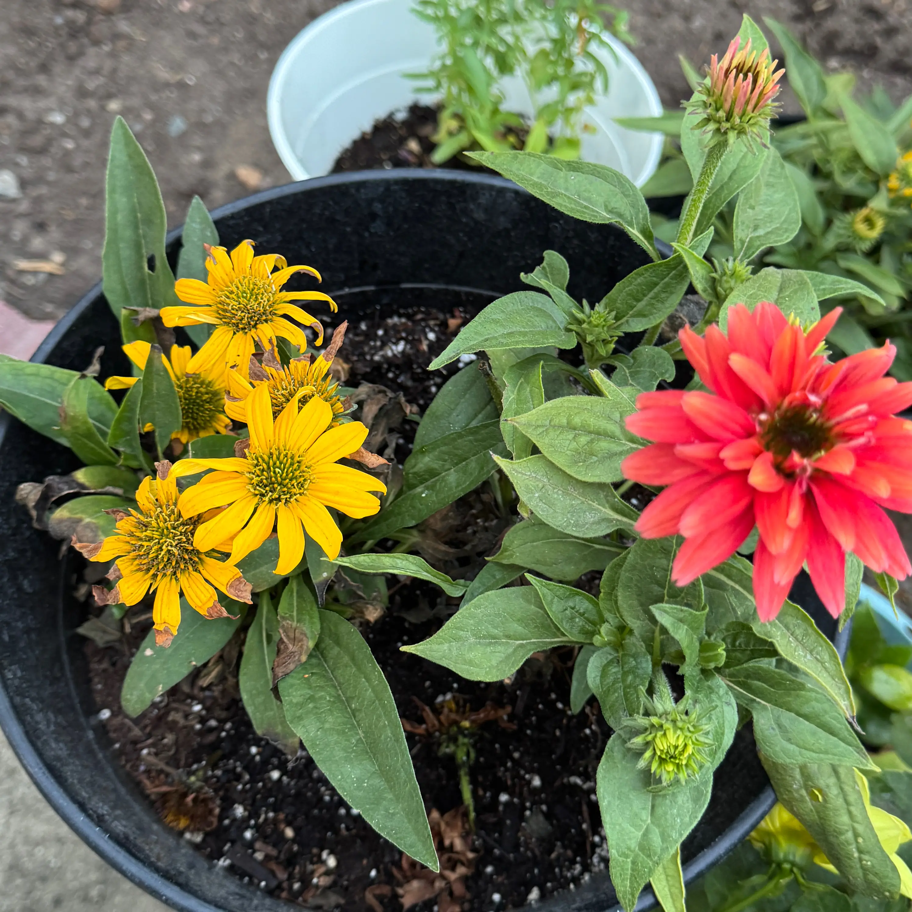 Photo of the plant species Sombrero Coneflower by @AamchiWaadi named FlamencOrana on Greg, the plant care app