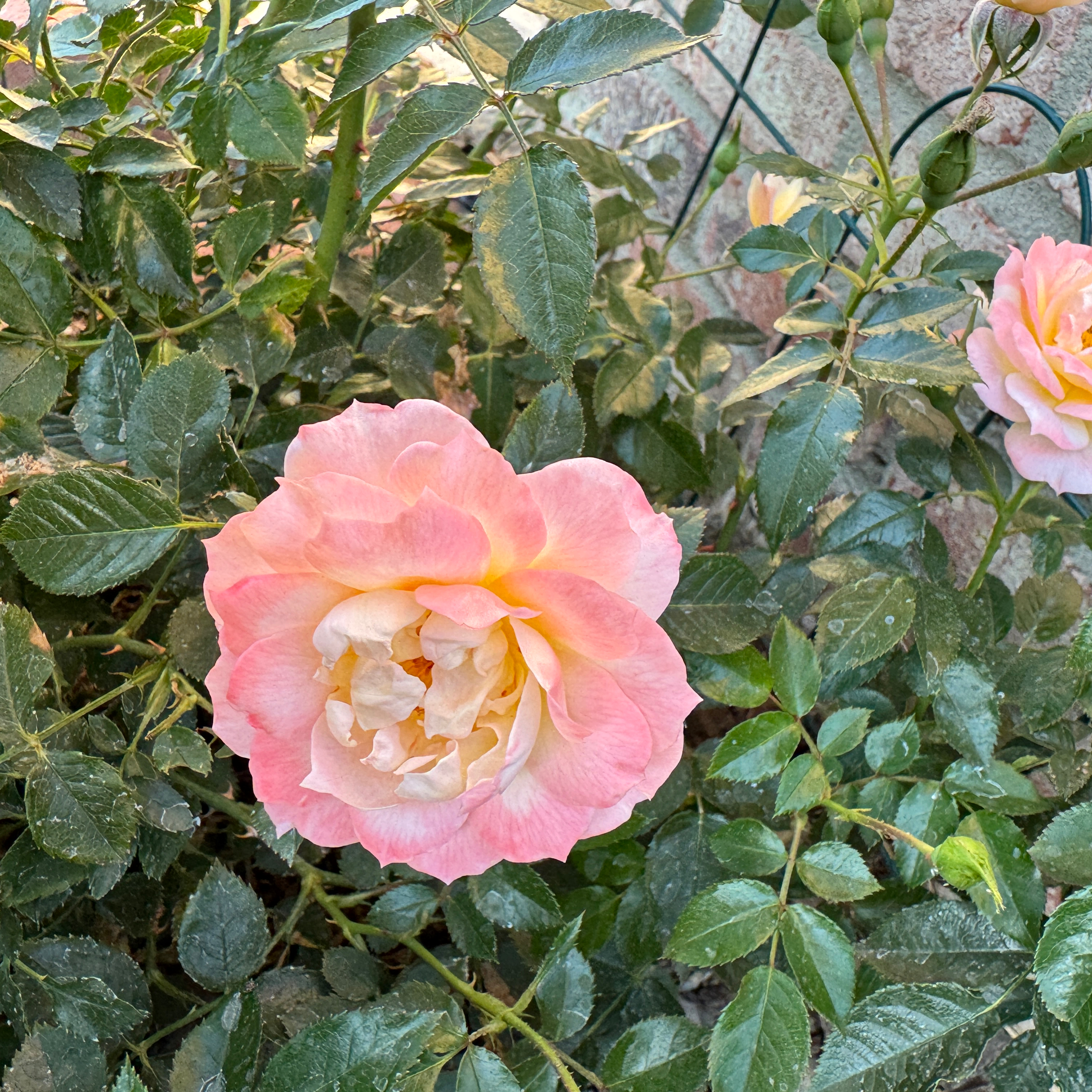Photo of the plant species Italian Ice Rose by @AamchiWaadi named Bella Roma on Greg, the plant care app