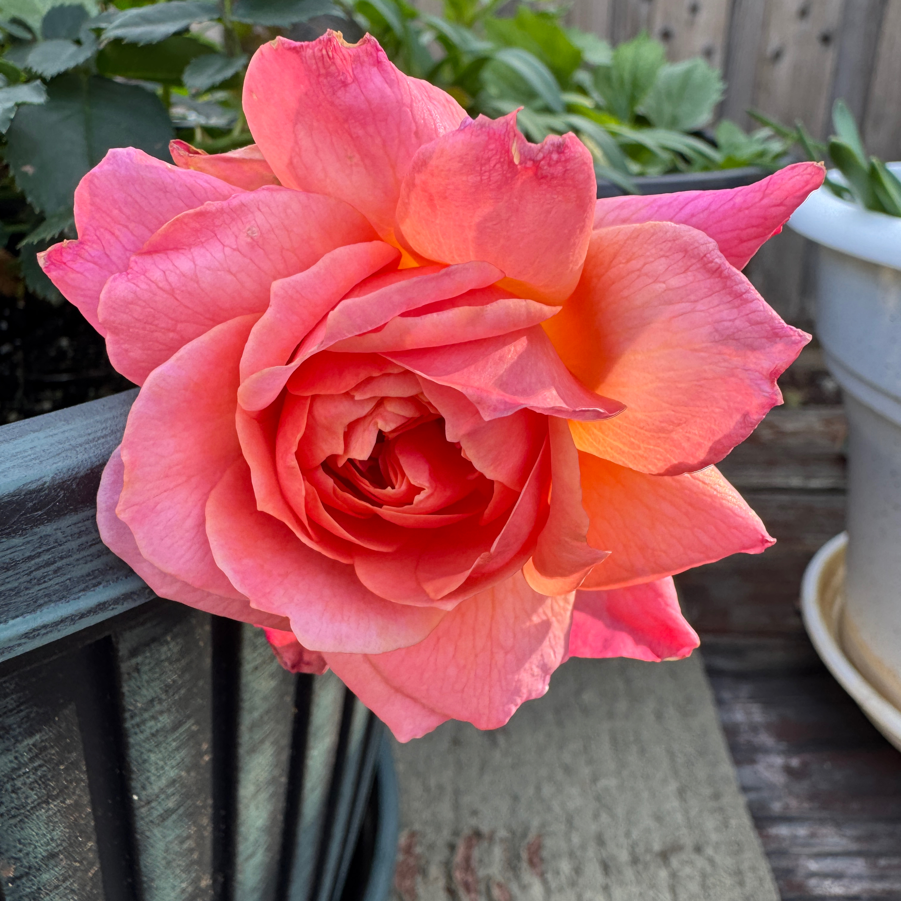 Photo of the plant species Rosa 'At Last' by @AamchiWaadi named Atlas on Greg, the plant care app
