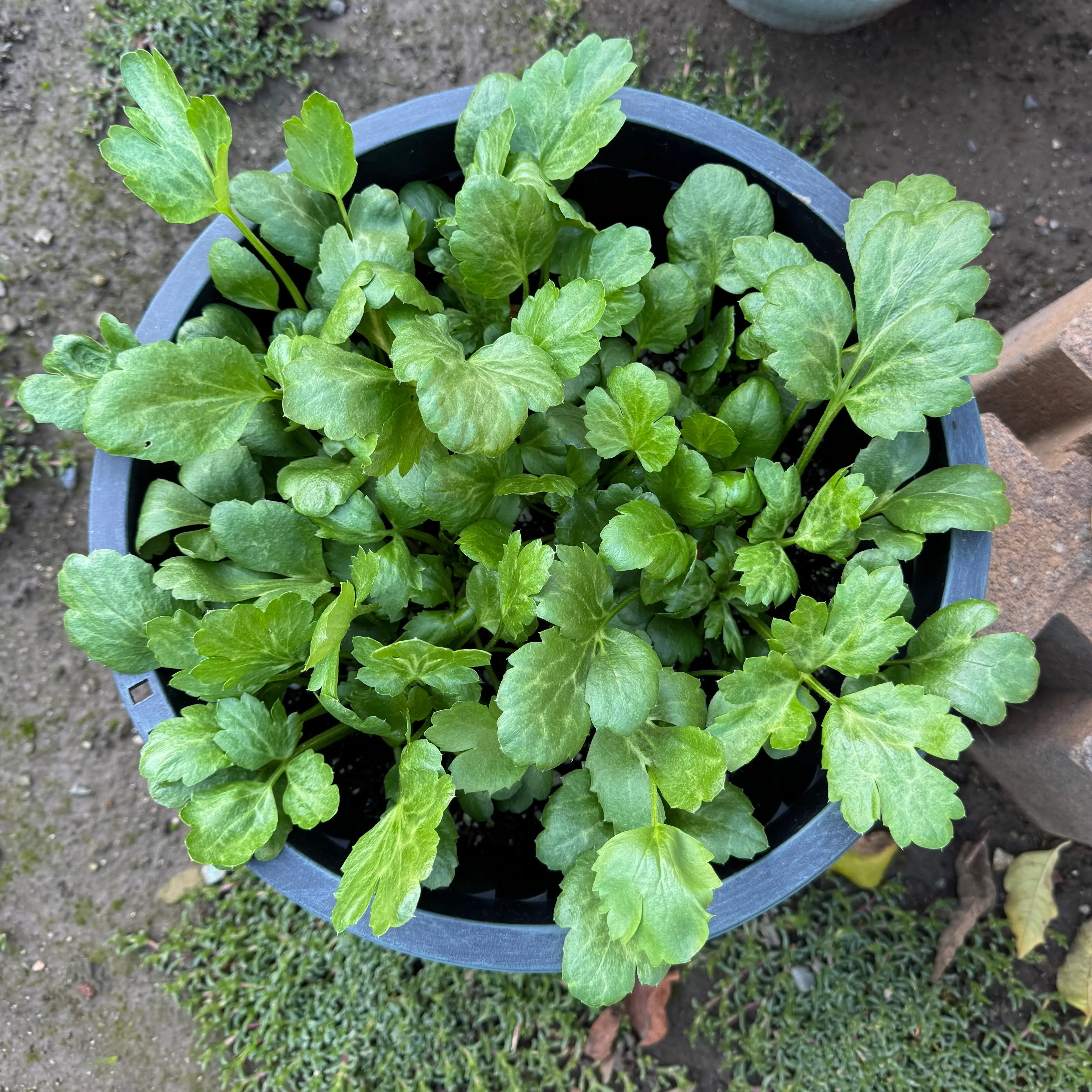 Photo of the plant species Ranunculus 'Mixed' by @AamchiWaadi named Amandine on Greg, the plant care app