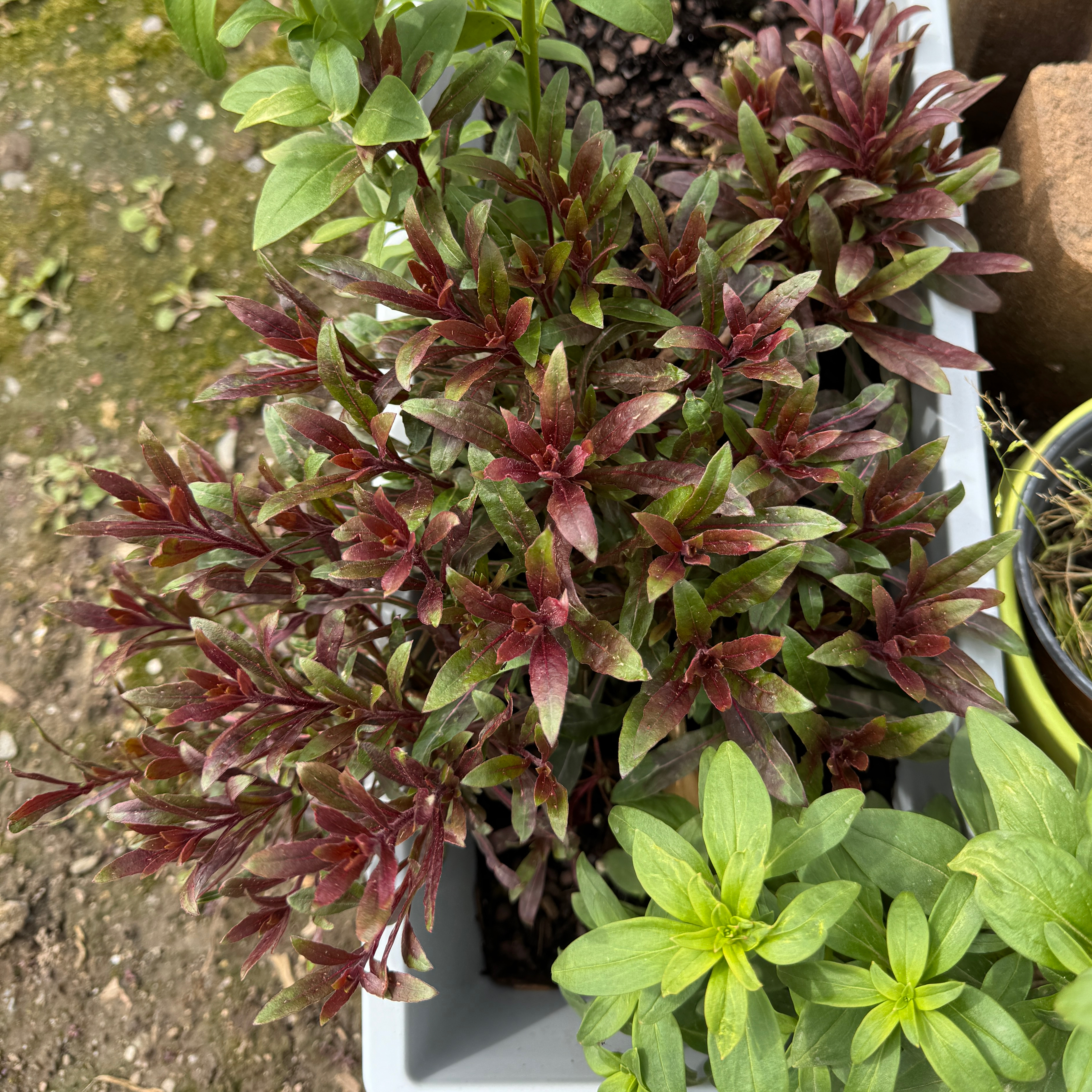 Photo of the plant species Pink Gaura by @AamchiWaadi named Gauri on Greg, the plant care app