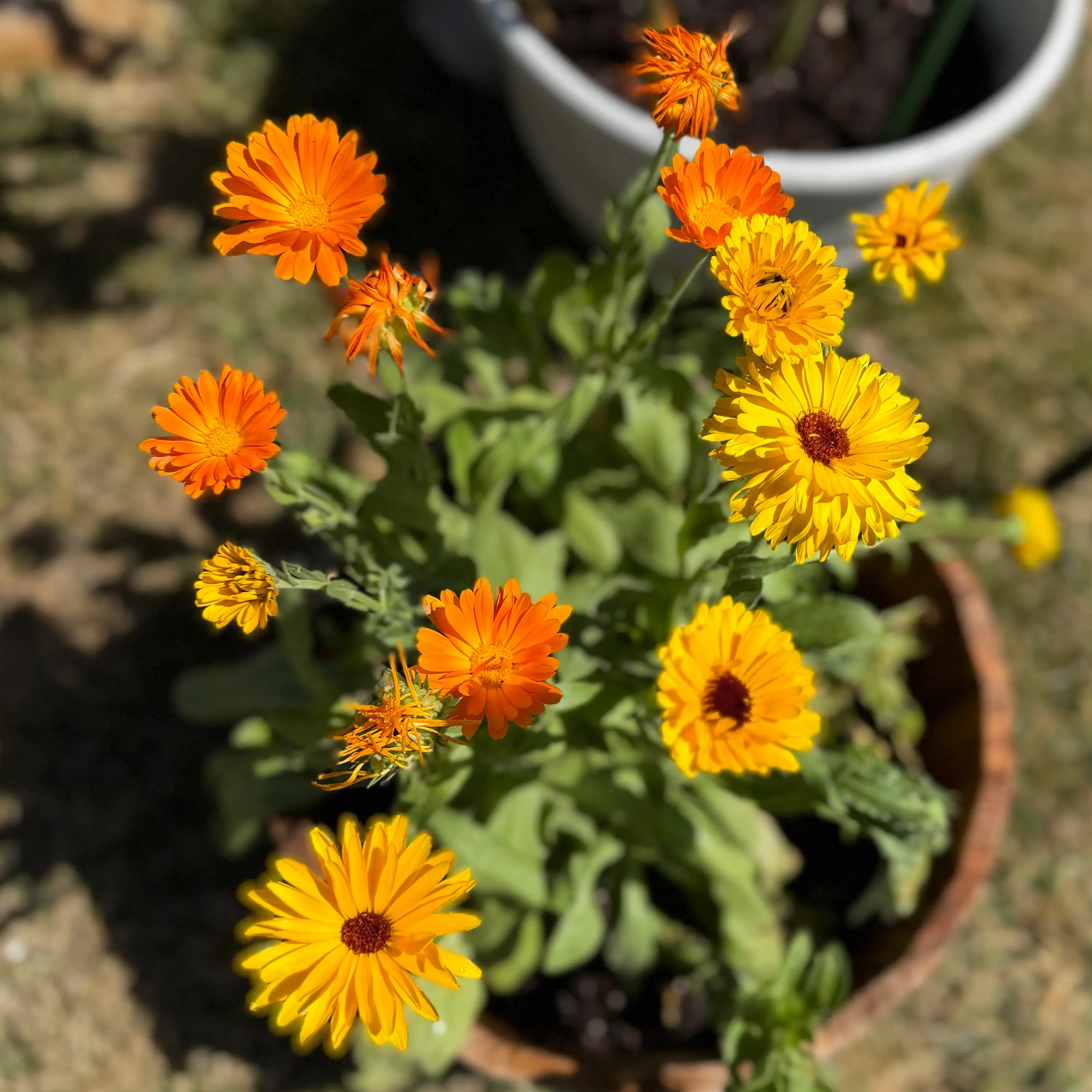 Photo of the plant species Calendula 'Sunset Buff' by @AamchiWaadi named Messi on Greg, the plant care app
