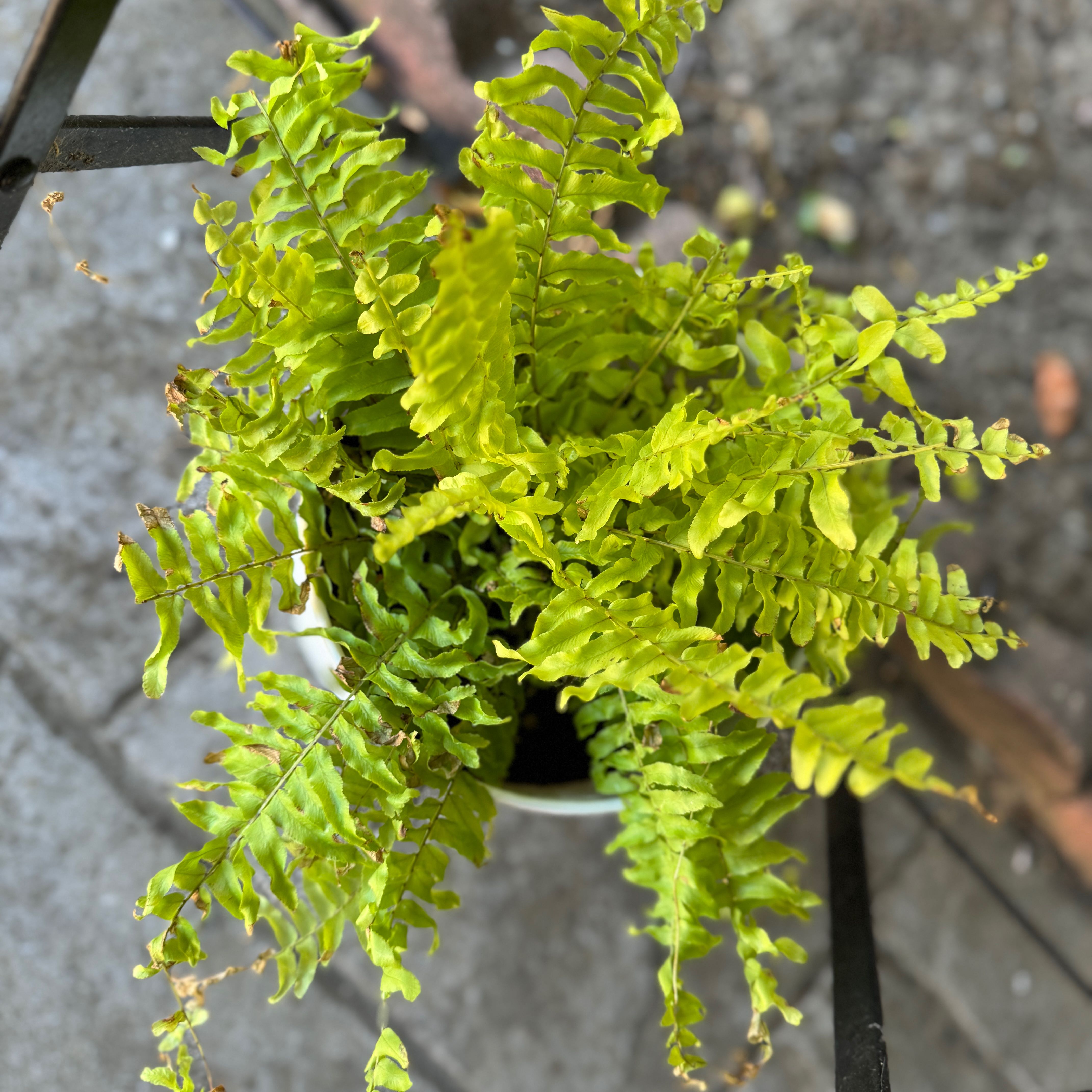 Photo of the plant species Golden Boston Fern by @AamchiWaadi named Baesil on Greg, the plant care app