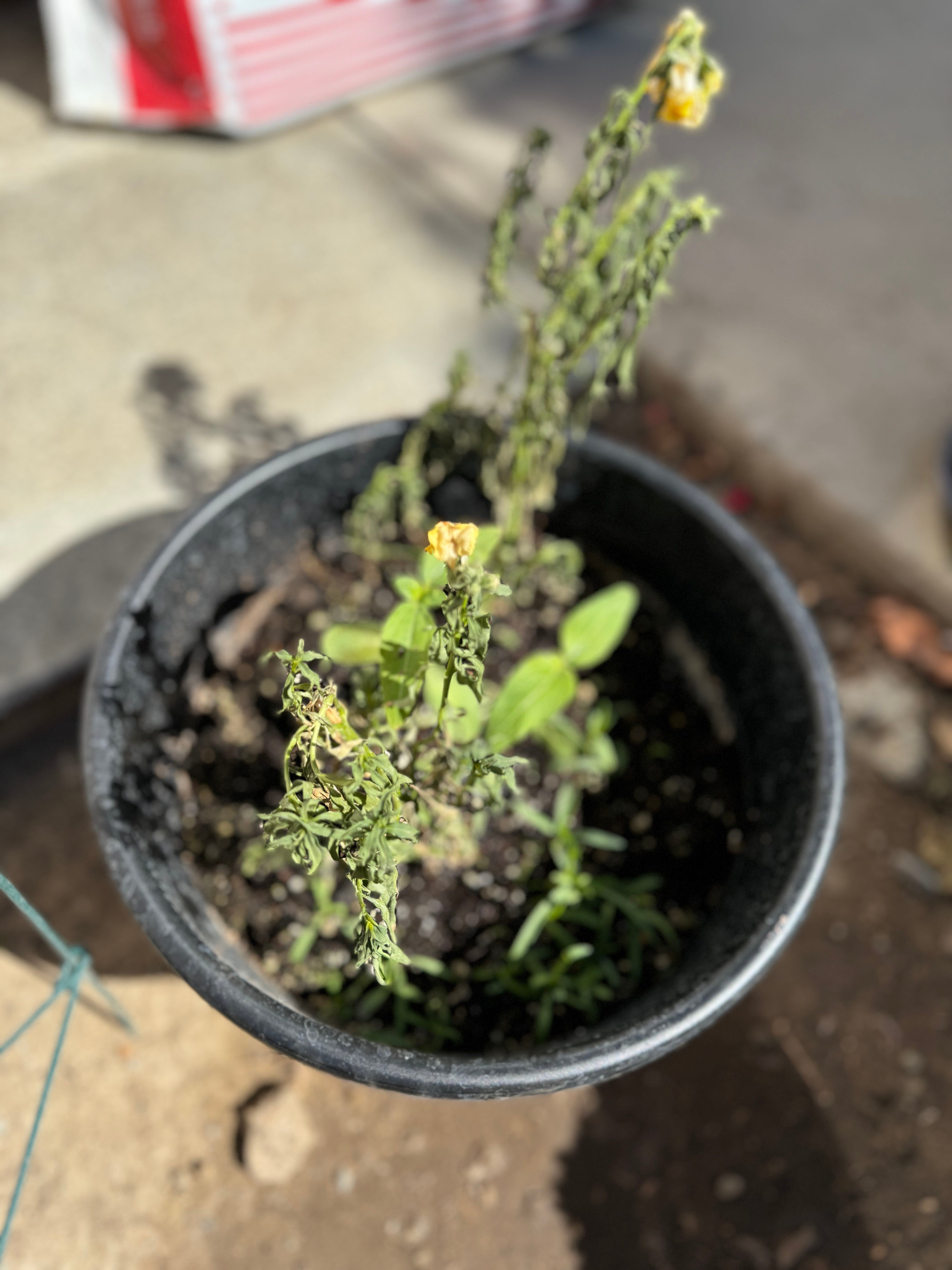 Snapdragon 'Rocket White' How Much Water & Light Does it Need to Thrive?