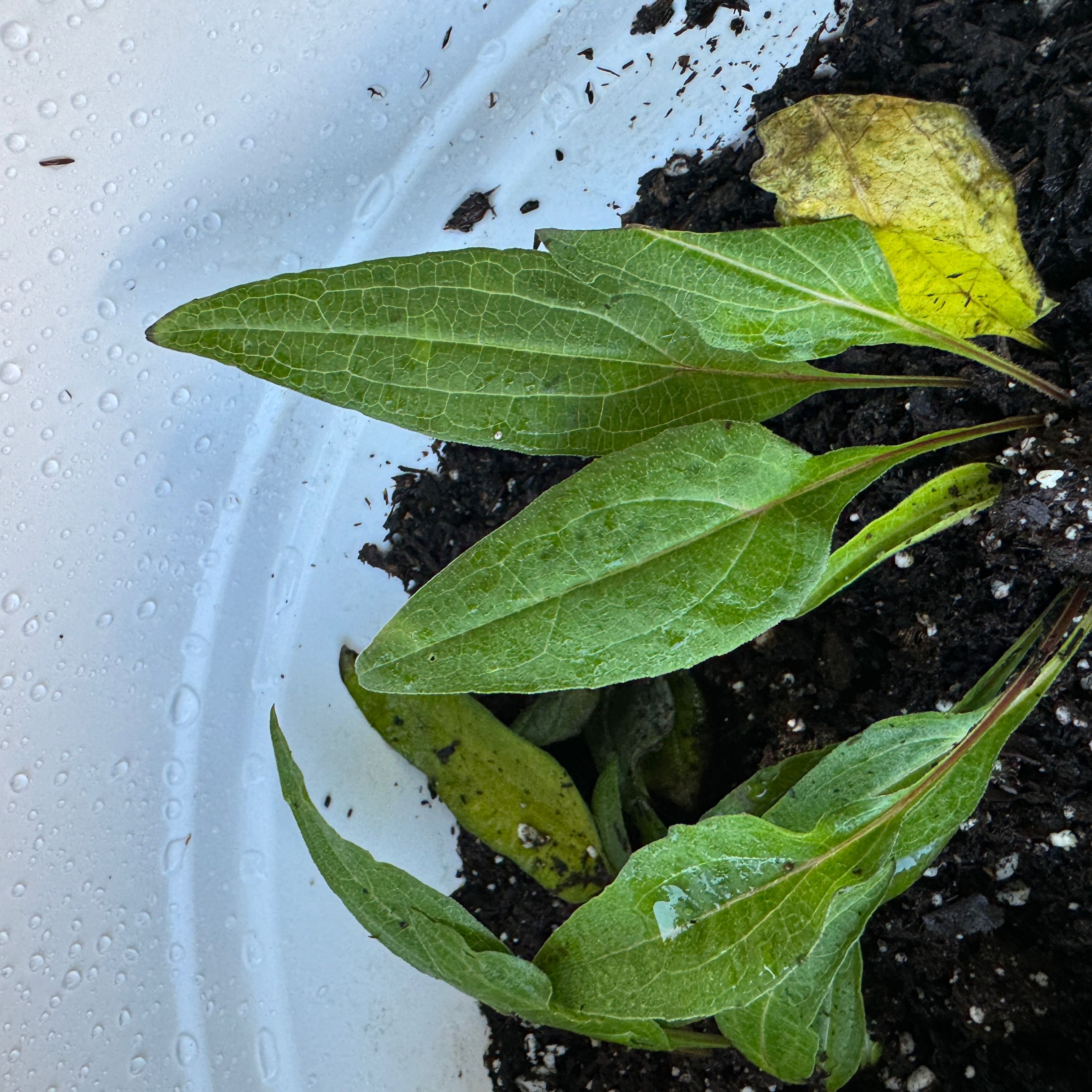 Photo of the plant species Echinacea 'Kismet Yellow' by @AamchiWaadi named Daphne on Greg, the plant care app