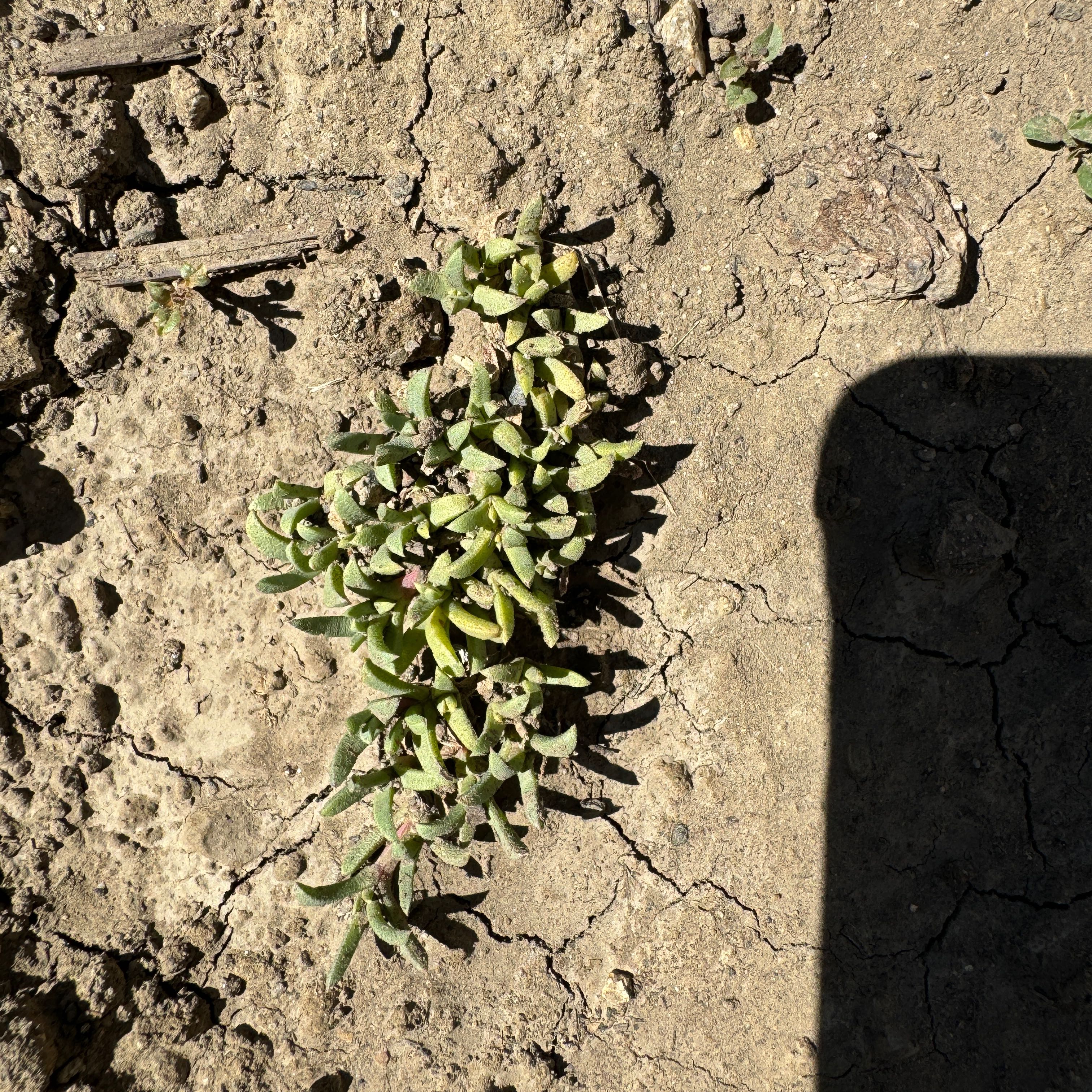 Photo of the plant species Dwarf Carpet Of The Stars by @AamchiWaadi named Khaleesi on Greg, the plant care app