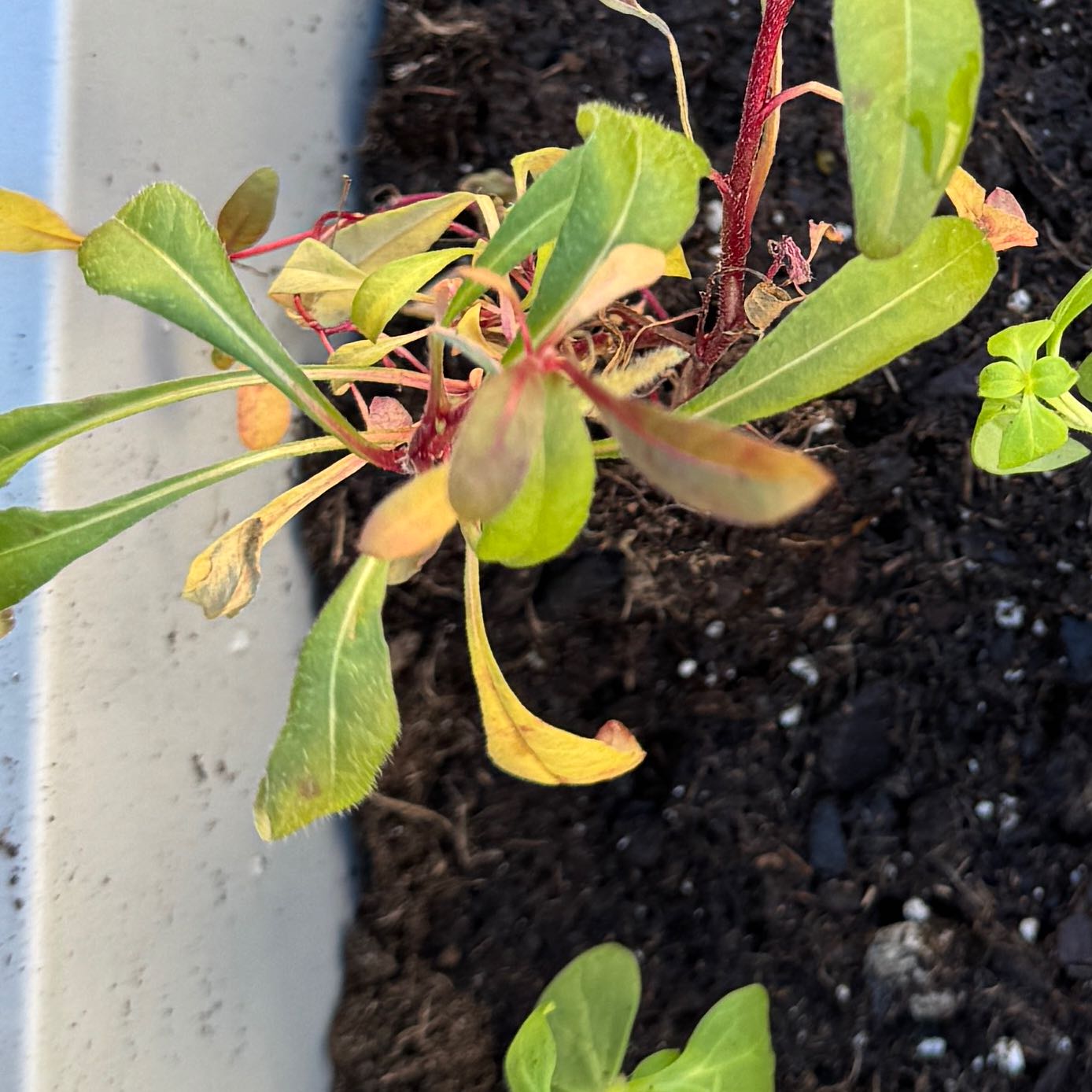 Plant care for Gaura on Greg, the plant care app