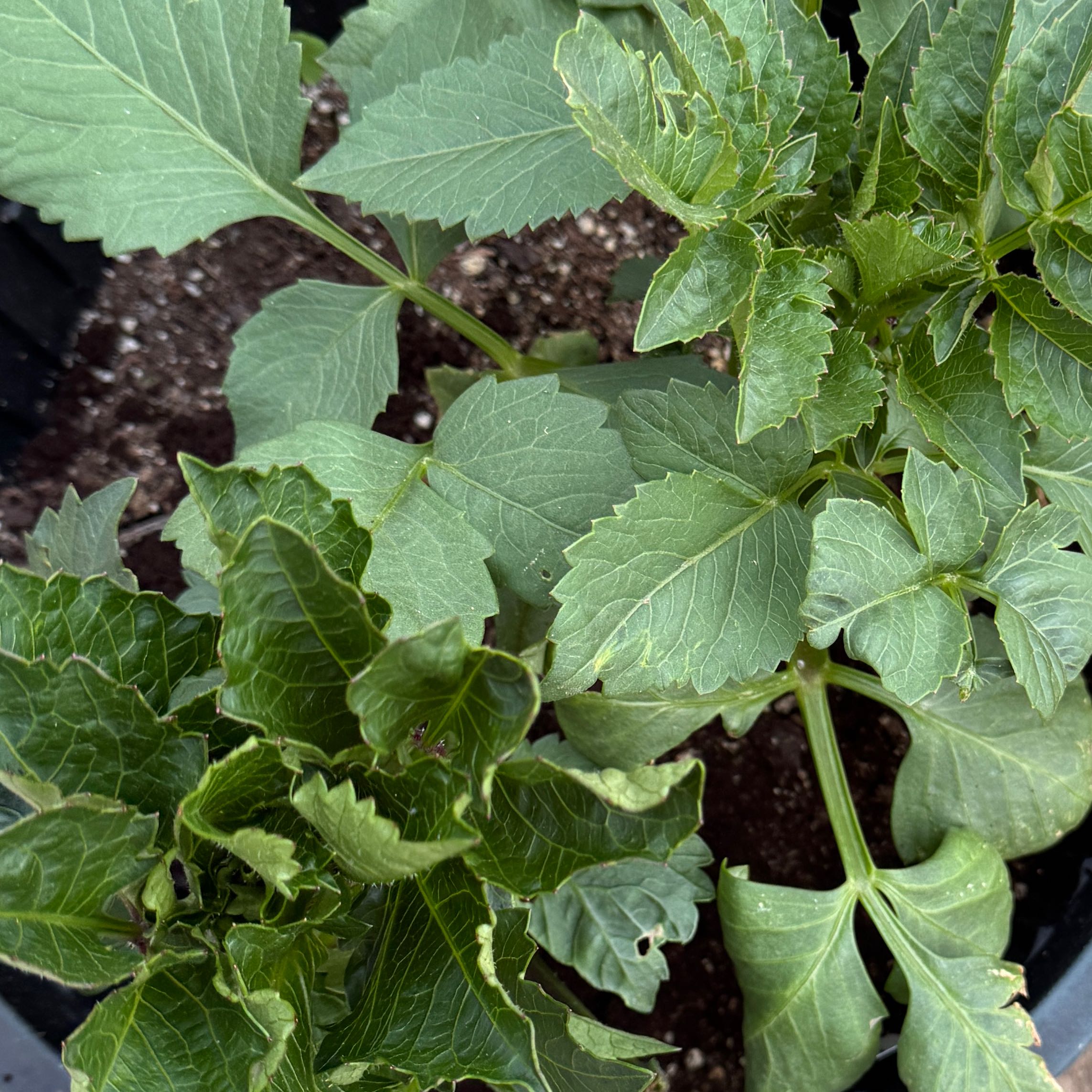 Photo of the plant species Dahlias by @AamchiWaadi named Pink Labyrinth on Greg, the plant care app