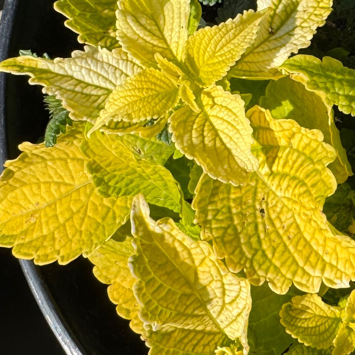 Photo of the plant species Coleus 'Lime Time' by @AamchiWaadi named Bodhi on Greg, the plant care app