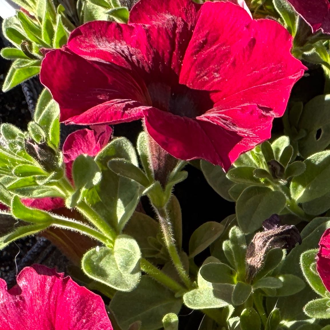 Photo of the plant species Petunia 'Supertunia Bordeaux' by @AamchiWaadi named Lebron on Greg, the plant care app