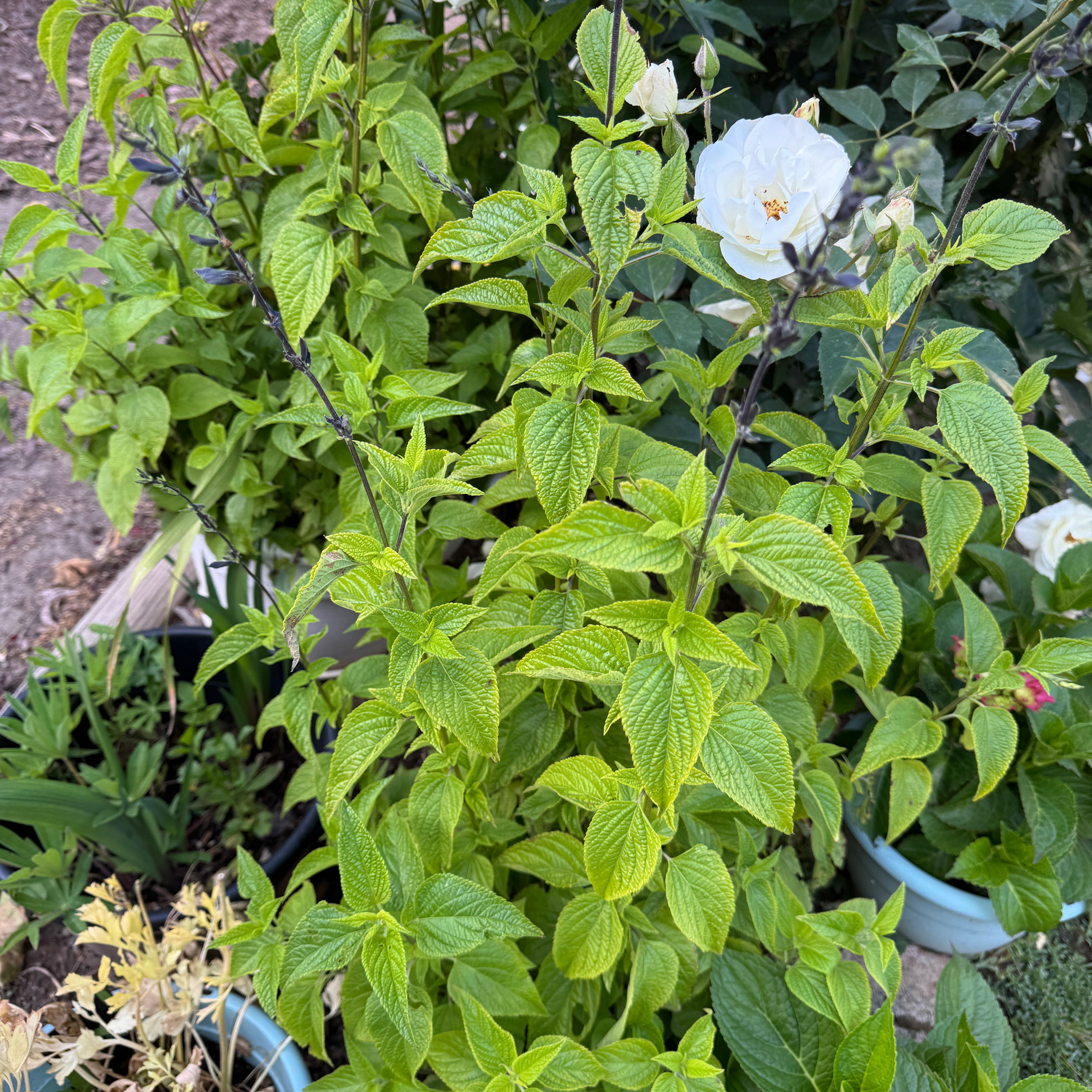 Photo of the plant species Midnight Blue Sage by @AamchiWaadi named Midnight Blue on Greg, the plant care app