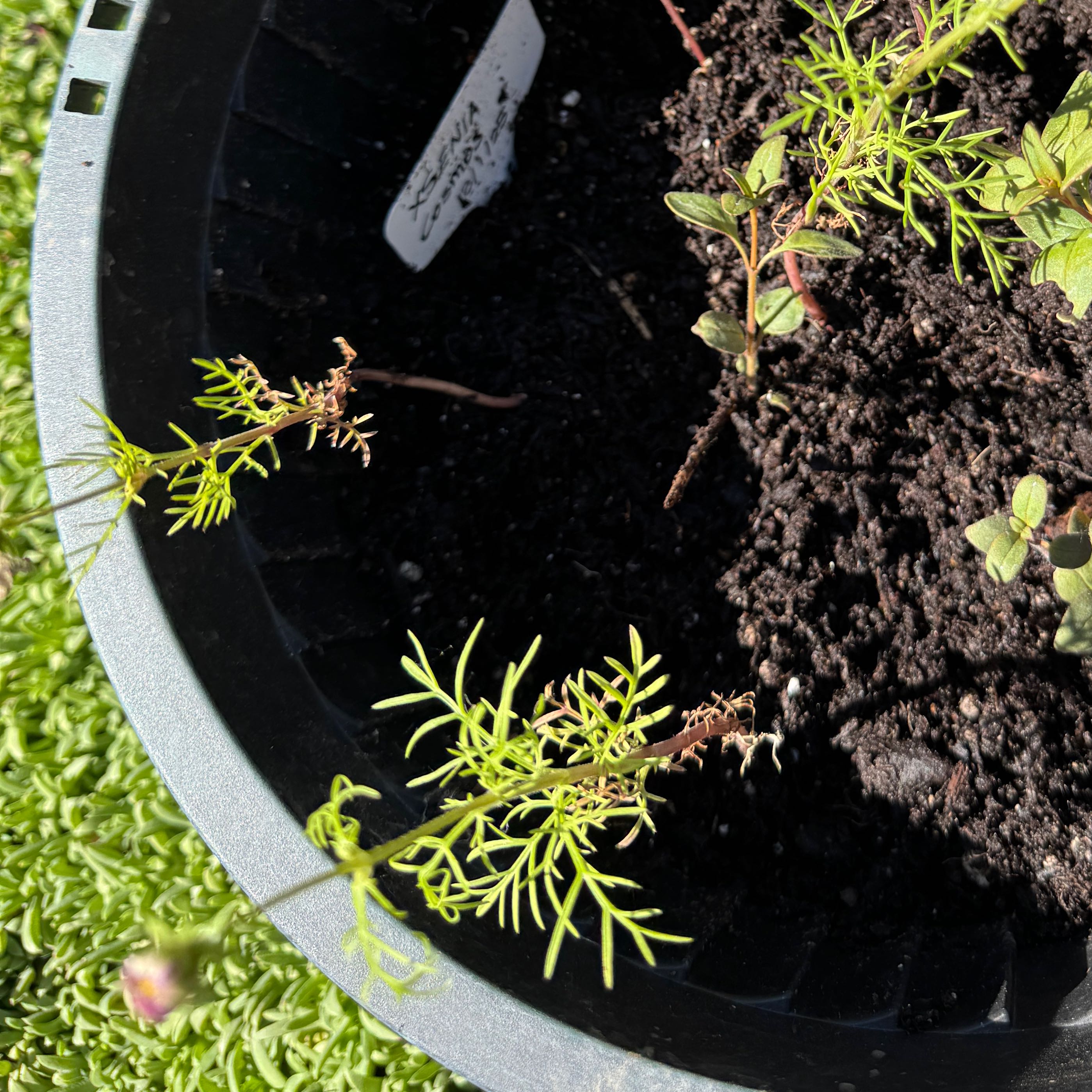Photo of the plant species Cosmos 'Xsenia' by @AamchiWaadi named Leaf Erickson on Greg, the plant care app