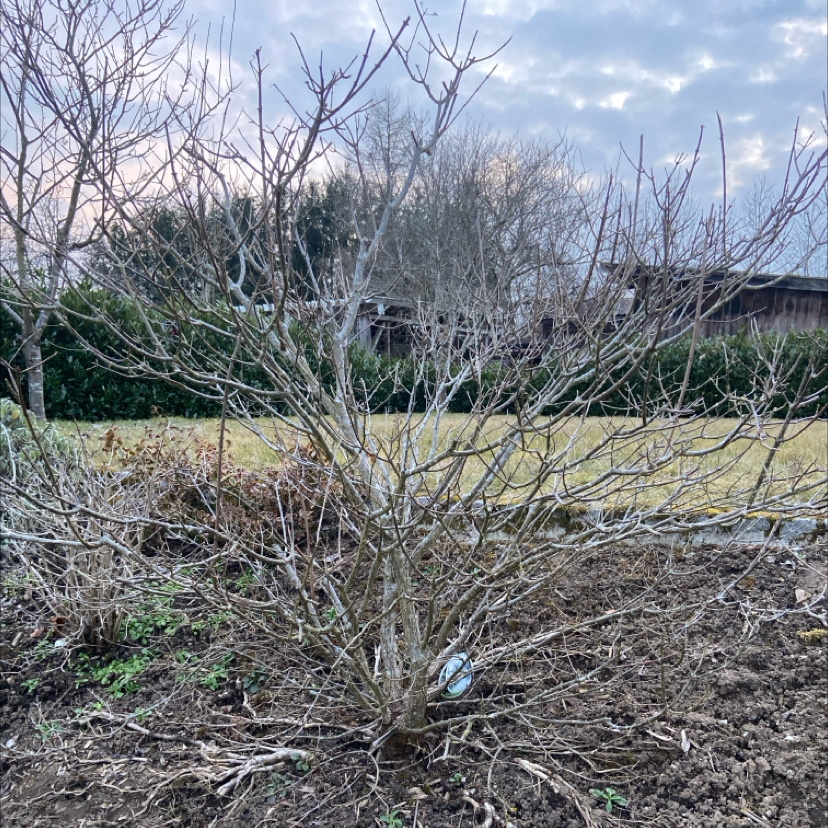 Photo of the plant species California Buckeye by @CoherentFrithia named Bieber on Greg, the plant care app