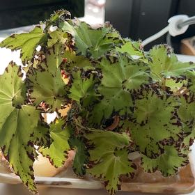 Photo of the plant species Begonia Rex 'Spirit of Pemba' by @PrimeRedcurrant named Maya on Greg, the plant care app