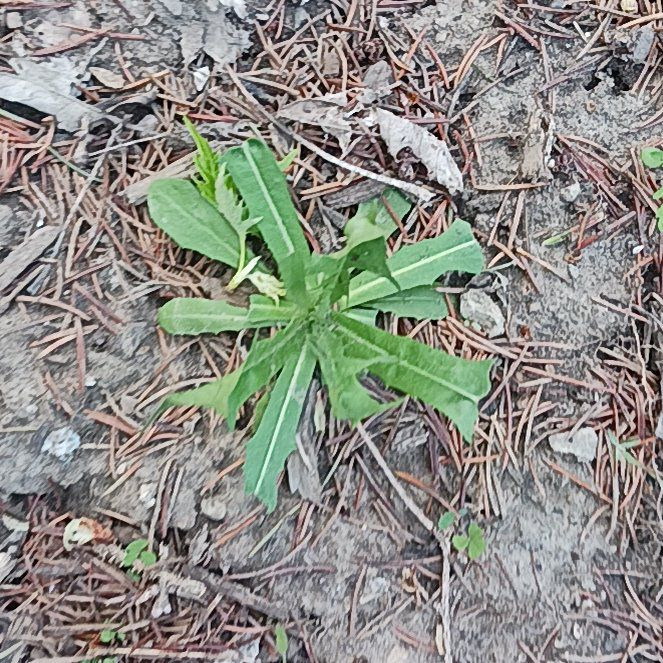 Photo of the plant species Cat's Ear by @HoneyedKatsura named Anne on Greg, the plant care app