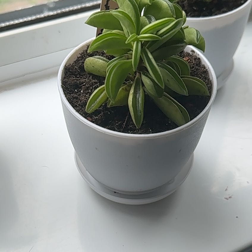 Photo of the plant species Peperomia 'Fire Sparks' by @PeppyMuhlygrass named Bodhi on Greg, the plant care app