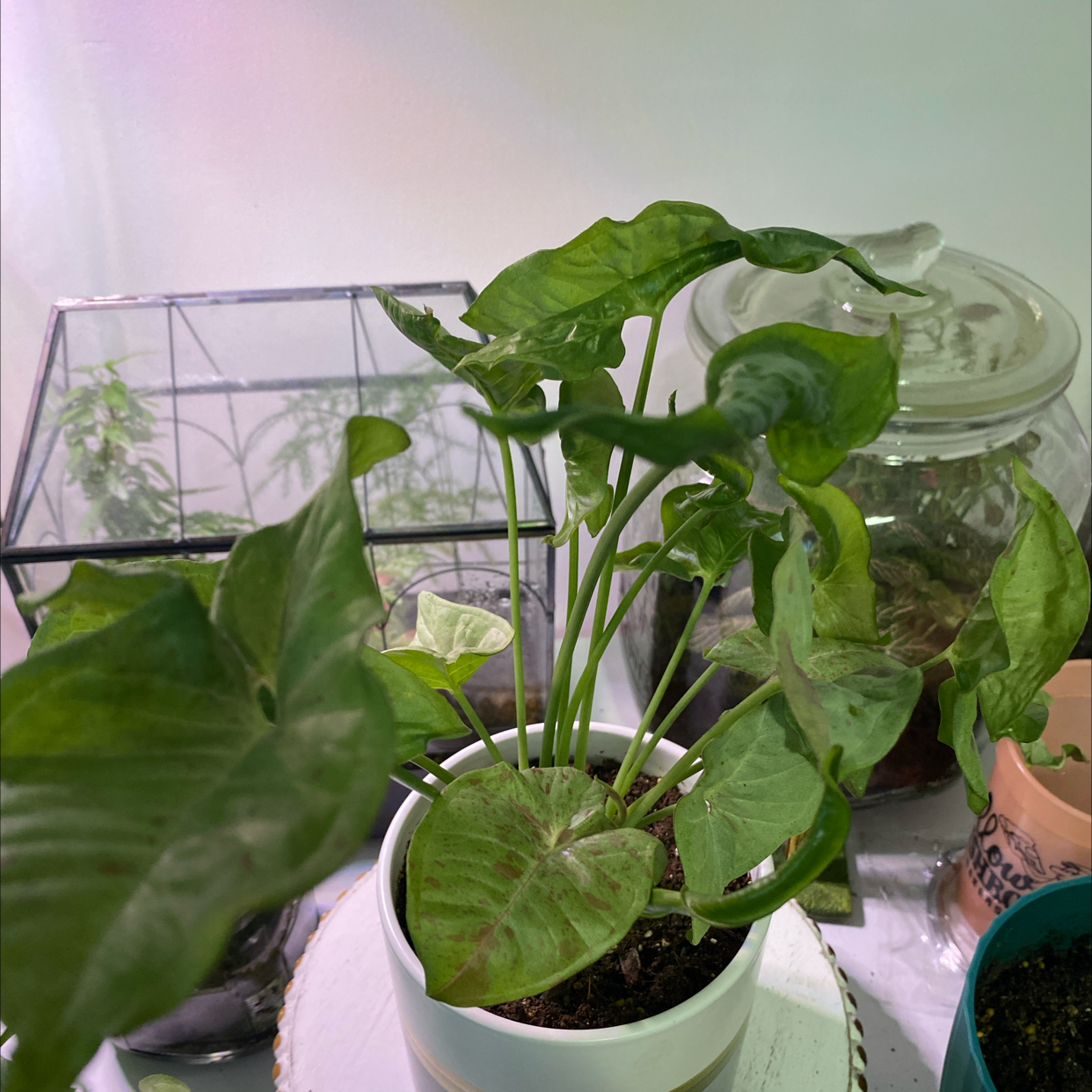 Photo of the plant species Pink Allusion by @VenturesomeNeem named Aurora on Greg, the plant care app