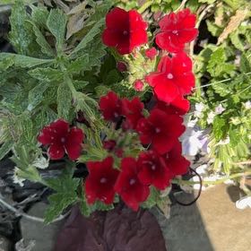 Photo of the plant species Drummond's Phlox by @AdroitlyCatmint named Kobe on Greg, the plant care app