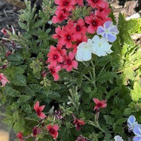 Photo of the plant species Drummond's Phlox by @AdroitlyCatmint named Bella on Greg, the plant care app