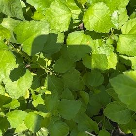 Photo of the plant species Asian Bittersweet by @AdroitlyCatmint named Achilles on Greg, the plant care app