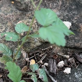 Photo of the plant species Arrowwood Viburnum by @AdroitlyCatmint named Sigmund on Greg, the plant care app