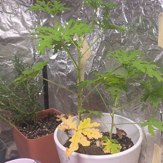 Photo of the plant species Citronella (anti-mosquito plant) by @SwellVelvetbean named Eva on Greg, the plant care app