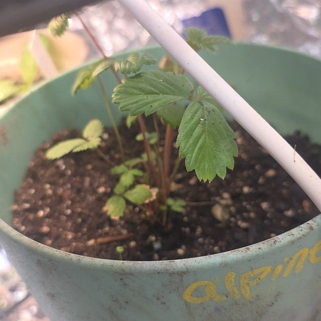 Photo of the plant species Alpine Strawberry 'Alexandra' by @SwellVelvetbean named Harper on Greg, the plant care app