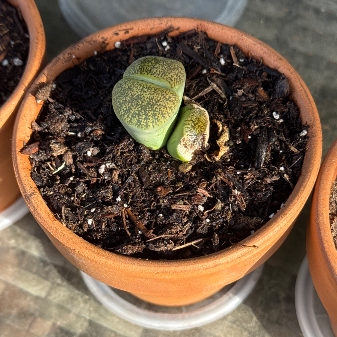 Photo of the plant species Living Stones by @Kingdoubletap1 named Winnie on Greg, the plant care app