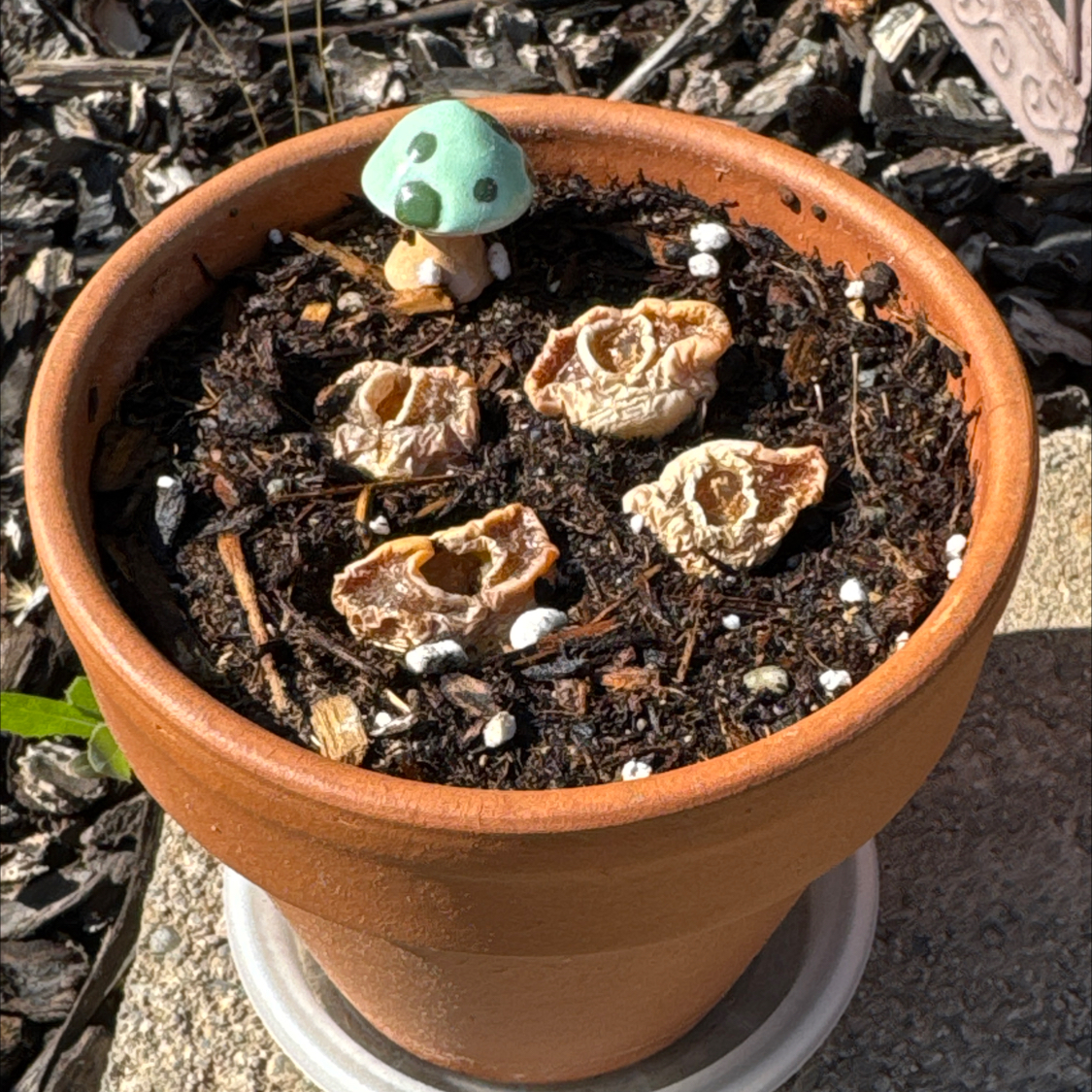 Photo of the plant species Living Stones by @Kingdoubletap1 named Sally Sally on Greg, the plant care app