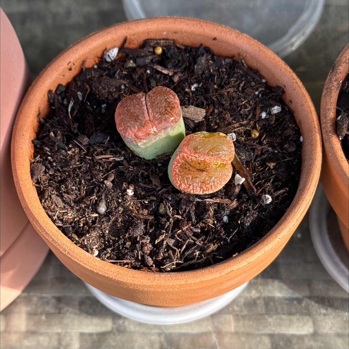 Photo of the plant species Living Stones by @Kingdoubletap1 named Face Plant on Greg, the plant care app