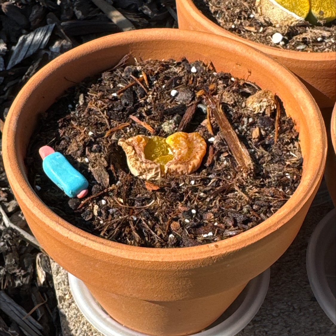 Planty