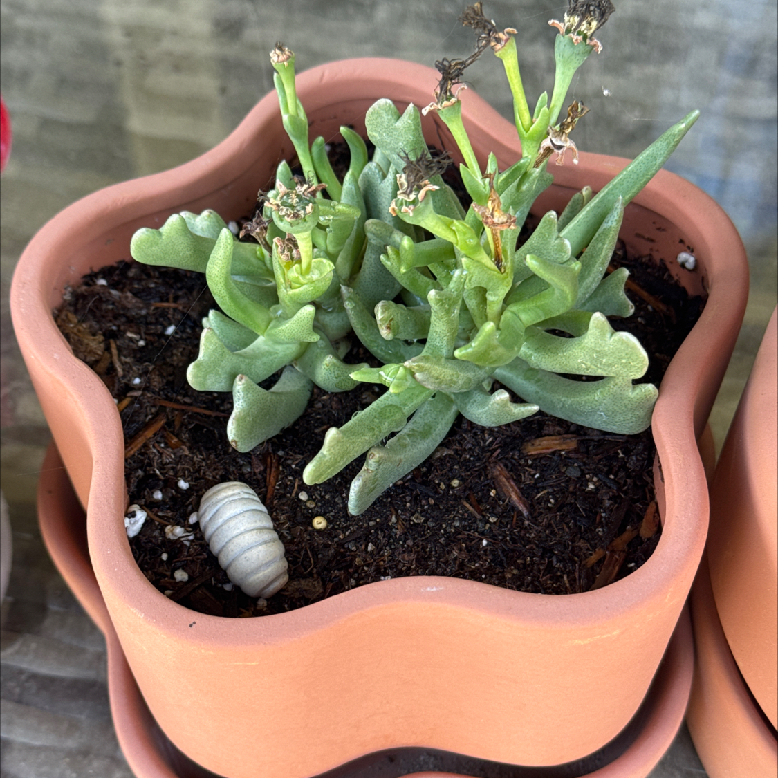 Photo of the plant species Elkhorn Plant by @Kingdoubletap1 named Stanley on Greg, the plant care app