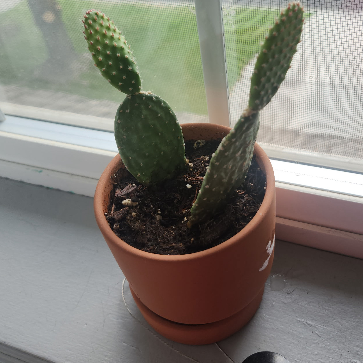 Prickly & Poke